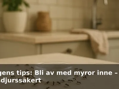 Myror samlas kring en myrdosa på en köksbänk.