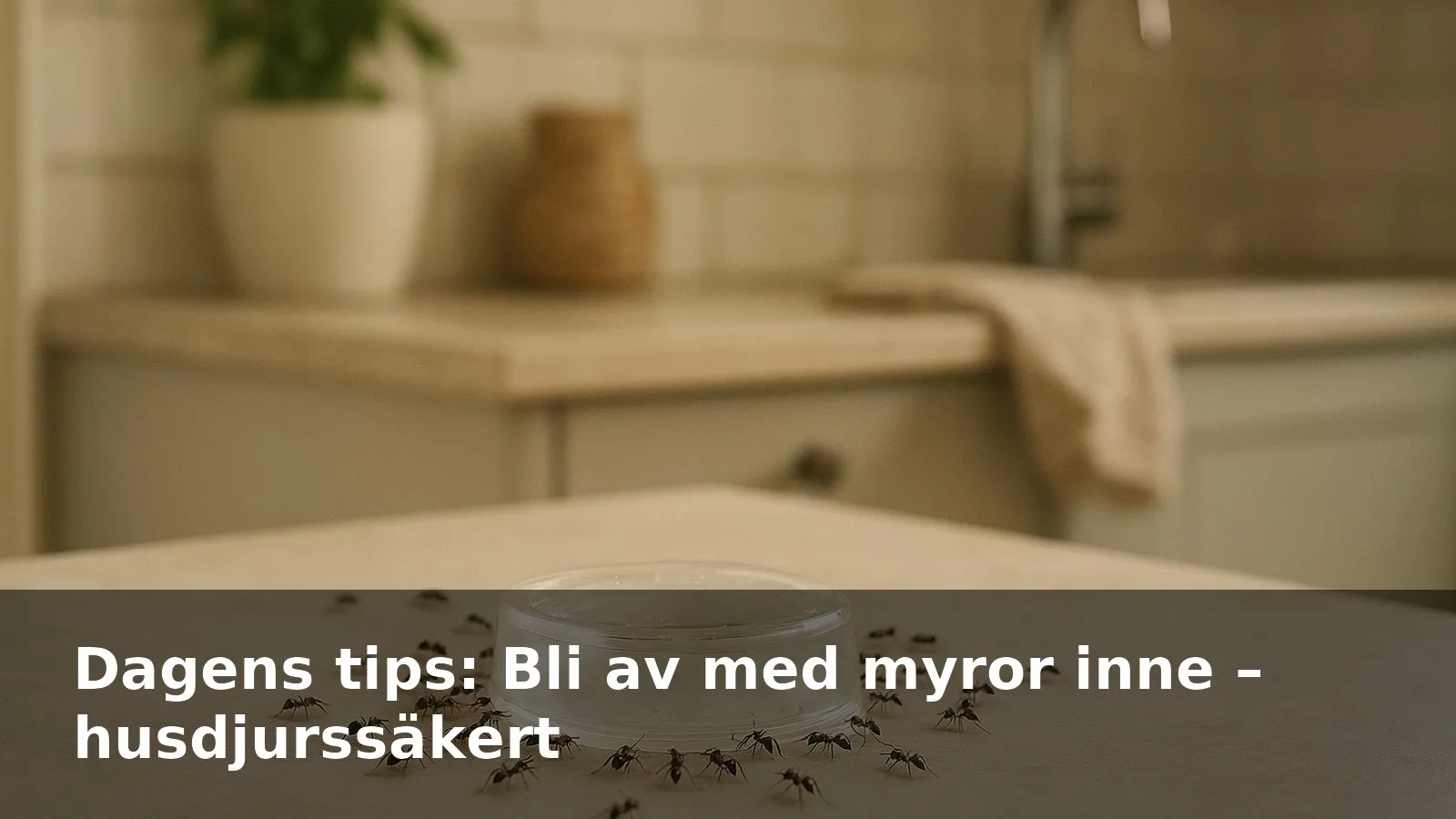 Myror samlas kring en myrdosa på en köksbänk.