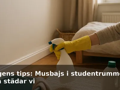 Händer med handskar som sprayar desinfektion längs en golvlist i ett studentrum där det funnits musbajs.