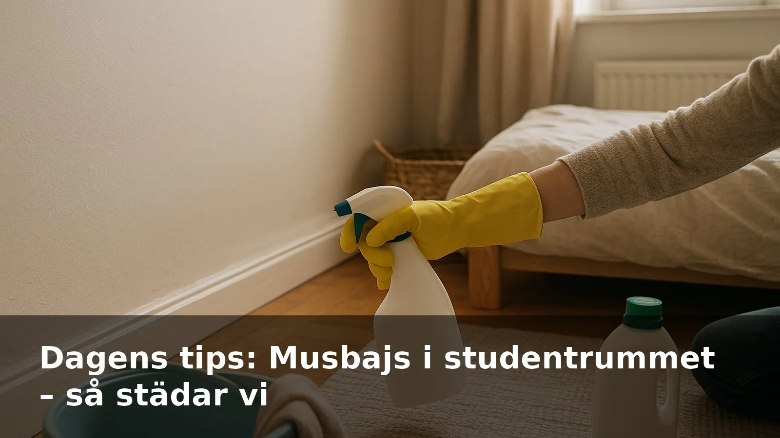 Händer med handskar som sprayar desinfektion längs en golvlist i ett studentrum där det funnits musbajs.