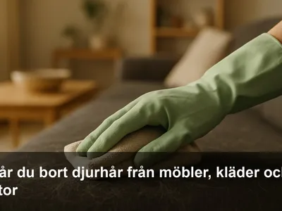 Hand med gummihandske som samlar upp katthår från en mörk tygsoffa