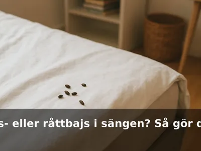Närbild på små mus- eller råttbajs på ett vitt lakan vid sängkanten i ett studentrum